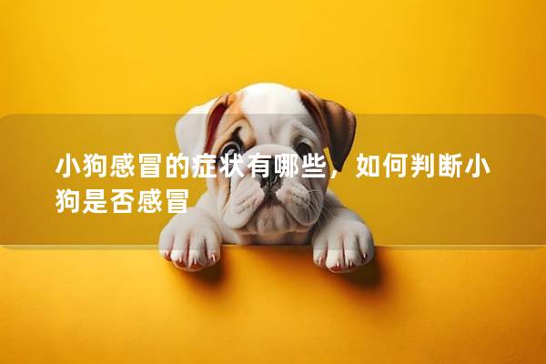小狗感冒的癥狀有哪些，如何判斷小狗是否感冒