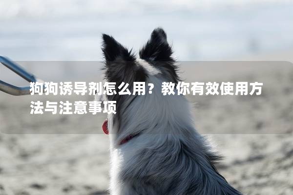 狗狗誘導劑怎么用？教你有效使用方法與注意事項