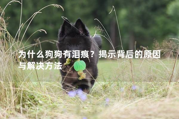 為什么狗狗有淚痕？揭示背后的原因與解決方法