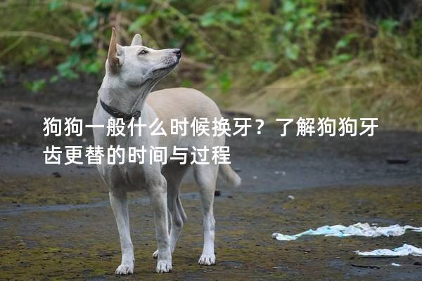 狗狗一般什么時候換牙？了解狗狗牙齒更替的時間與過程