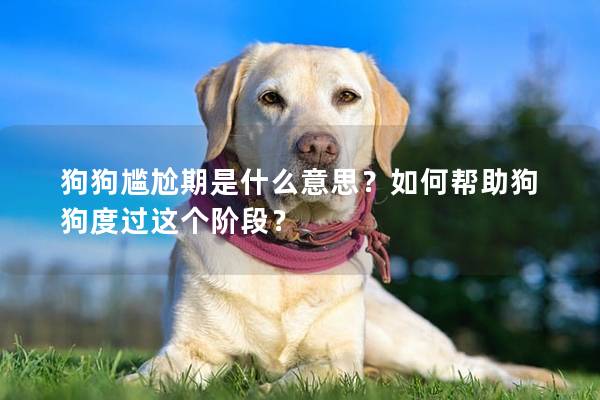 狗狗尷尬期是什么意思？如何幫助狗狗度過這個階段？