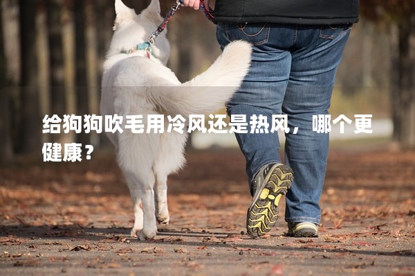 給狗狗吹毛用冷風還是熱風，哪個更健康？