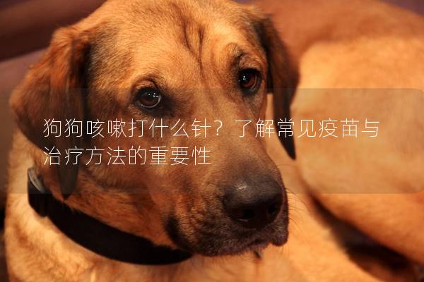 狗狗咳嗽打什么針？了解常見疫苗與治療方法的重要性