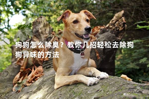 狗狗怎么除臭？教你幾招輕松去除狗狗異味的方法