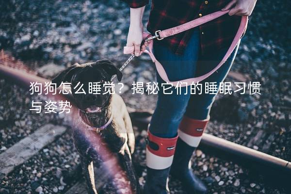 狗狗怎么睡覺？揭秘它們的睡眠習慣與姿勢