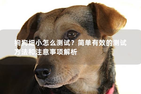 狗狗細小怎么測試？簡單有效的測試方法和注意事項解析