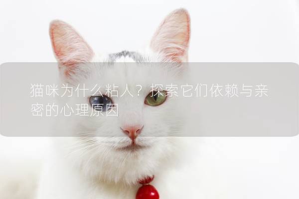 貓咪為什么粘人？探索它們依賴與親密的心理原因