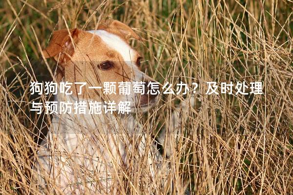 狗狗吃了一顆葡萄怎么辦？及時處理與預防措施詳解