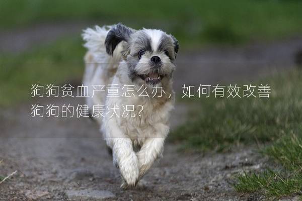 狗狗貧血嚴(yán)重怎么辦，如何有效改善狗狗的健康狀況？