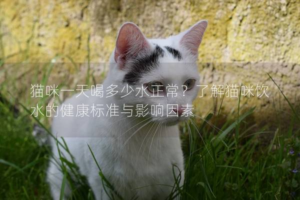 貓咪一天喝多少水正常？了解貓咪飲水的健康標準與影響因素