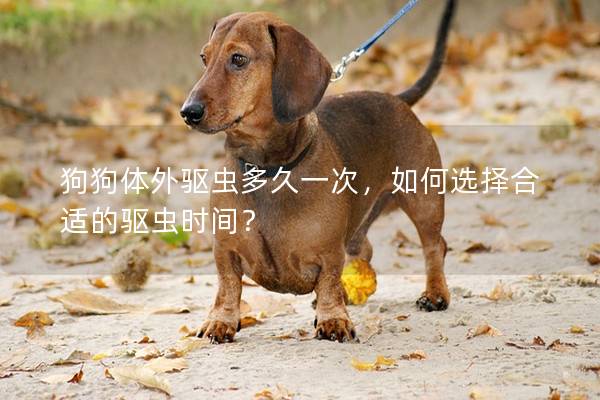 狗狗體外驅蟲多久一次，如何選擇合適的驅蟲時間？