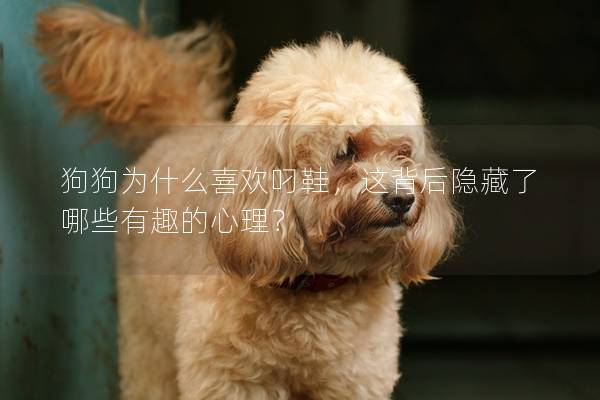 狗狗為什么喜歡叼鞋，這背后隱藏了哪些有趣的心理？