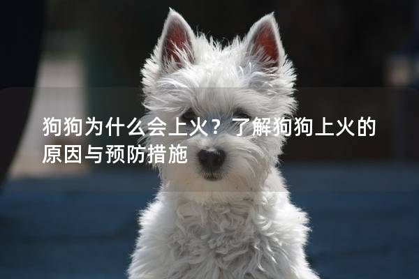 狗狗為什么會上火？了解狗狗上火的原因與預防措施