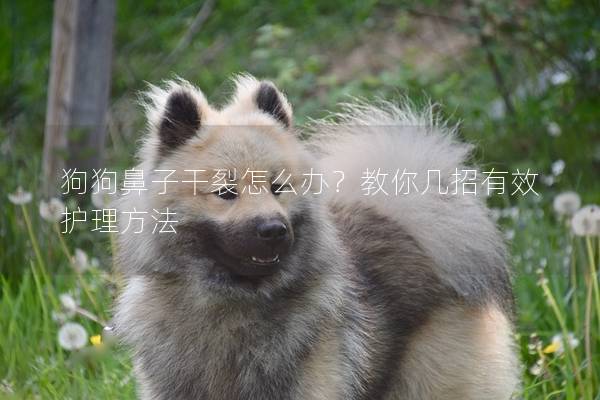 狗狗鼻子干裂怎么辦?教你幾招有效護理方法