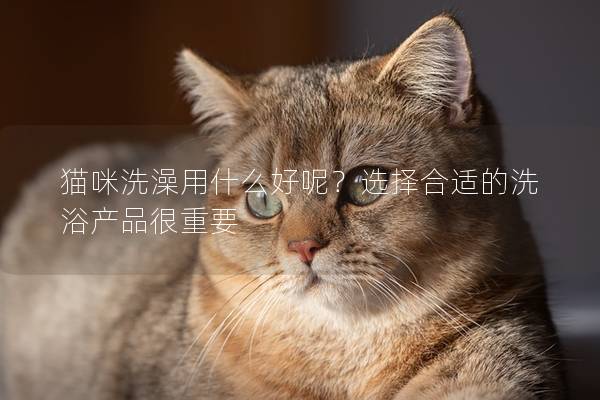 貓咪洗澡用什么好呢？選擇合適的洗浴產(chǎn)品很重要