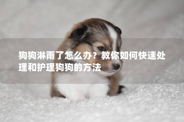 狗狗淋雨了怎么辦？教你如何快速處理和護理狗狗的方法