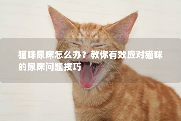 貓咪尿床怎么辦？教你有效應對貓咪的尿床問題技巧