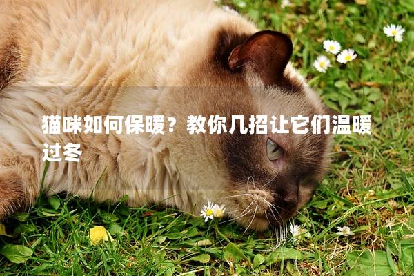 貓咪如何保暖？教你幾招讓它們溫暖過冬
