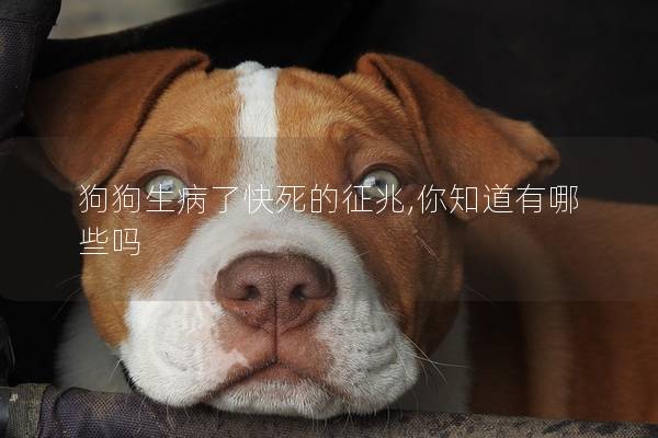 狗狗生病了快死的征兆,你知道有哪些嗎