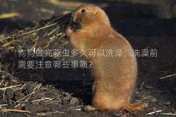 狗狗做完驅(qū)蟲(chóng)多久可以洗澡,洗澡前需要注意哪些事項(xiàng)?