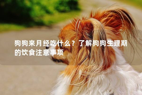 狗狗來月經吃什么？了解狗狗生理期的飲食注意事項