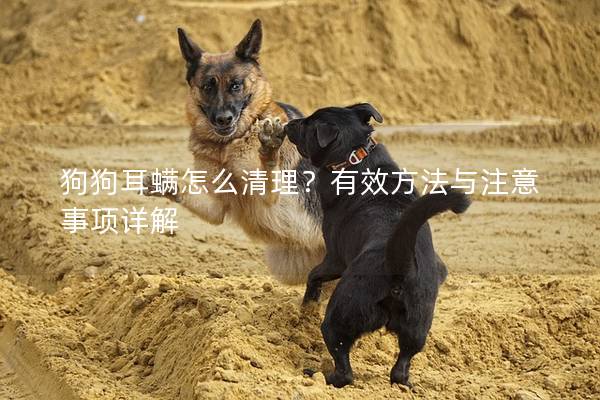 狗狗耳螨怎么清理？有效方法與注意事項詳解