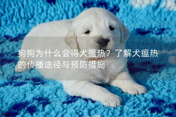 狗狗為什么會得犬瘟熱？了解犬瘟熱的傳播途徑與預防措施