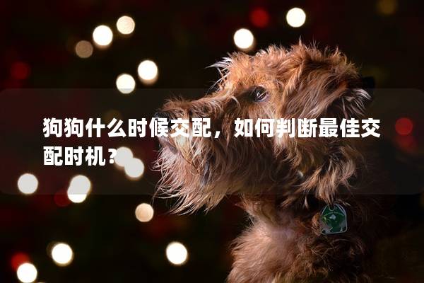 狗狗什么時候交配，如何判斷最佳交配時機？