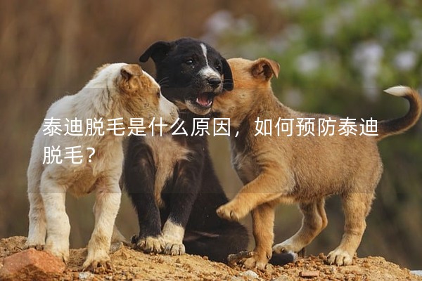 泰迪脫毛是什么原因，如何預防泰迪脫毛？