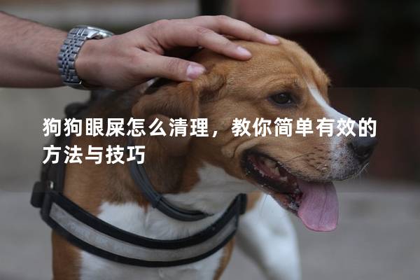 狗狗眼屎怎么清理，教你簡單有效的方法與技巧