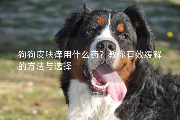 狗狗皮膚癢用什么藥？教你有效緩解的方法與選擇