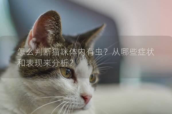怎么判斷貓咪體內有蟲?從哪些癥狀和表現來分析?