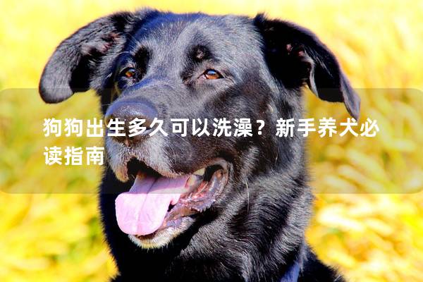 狗狗出生多久可以洗澡？新手養犬必讀指南