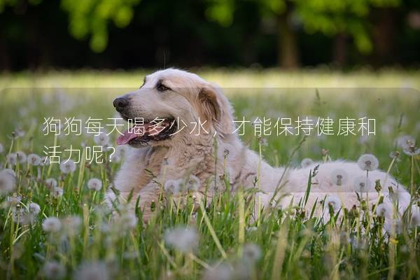 狗狗每天喝多少水，才能保持健康和活力呢？