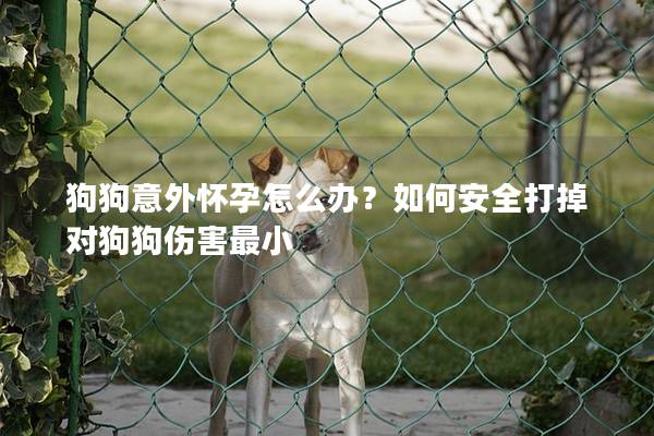 狗狗意外懷孕怎么辦？如何安全打掉對狗狗傷害最小