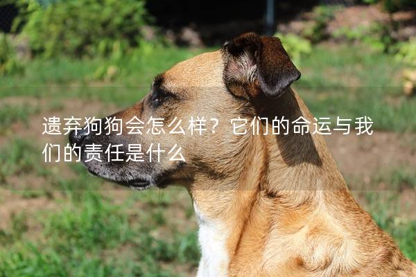 遺棄狗狗會怎么樣？它們的命運與我們的責任是什么