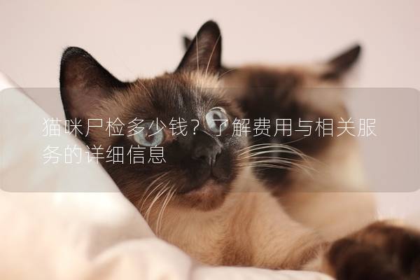貓咪尸檢多少錢？了解費用與相關(guān)服務(wù)的詳細信息