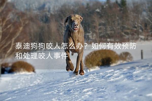 泰迪狗狗咬人怎么辦？如何有效預防和處理咬人事件