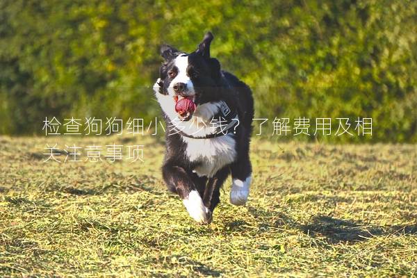 檢查狗狗細小多少錢？了解費用及相關注意事項