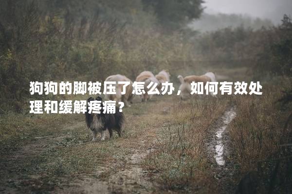狗狗的腳被壓了怎么辦，如何有效處理和緩解疼痛？