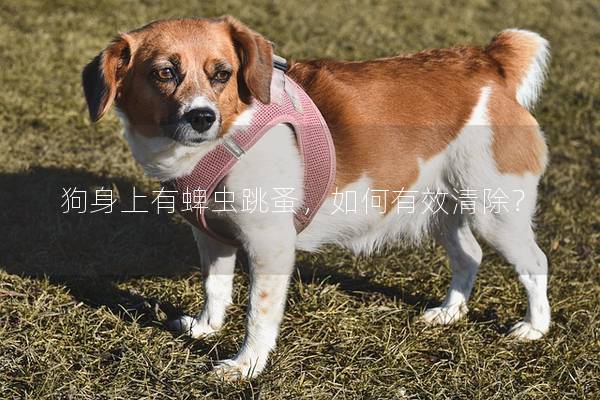 狗身上有蜱蟲跳蚤,如何有效清除? 狗身上有蜱蟲跳蚤,如何有效清除?
