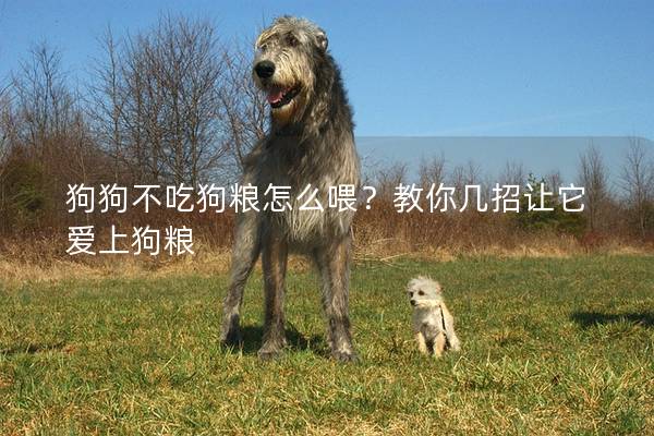 狗狗不吃狗糧怎么喂？教你幾招讓它愛上狗糧