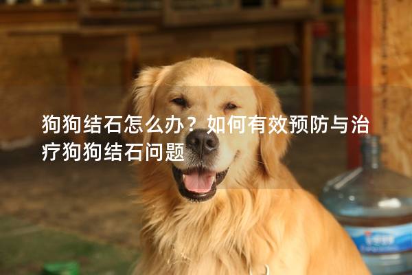 狗狗結石怎么辦?如何有效預防與治療狗狗結石問題 狗狗結石怎么辦?如何有效預防與治療狗狗結石問題