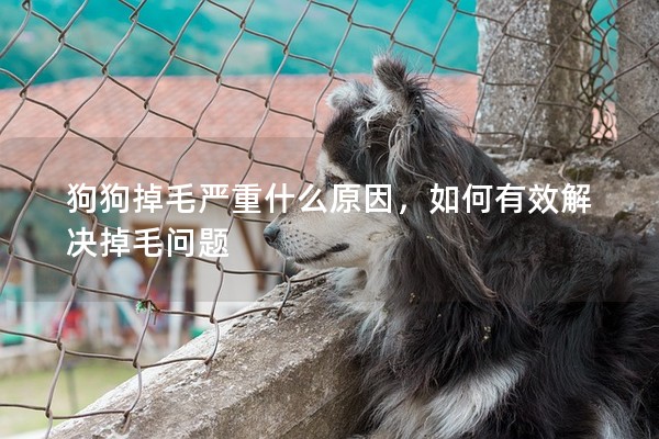 狗狗掉毛嚴重什么原因,如何有效解決掉毛問題 狗狗掉毛嚴重什么原因,如何有效解決掉毛問題
