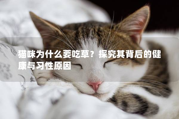 貓咪為什么要吃草？探究其背后的健康與習性原因
