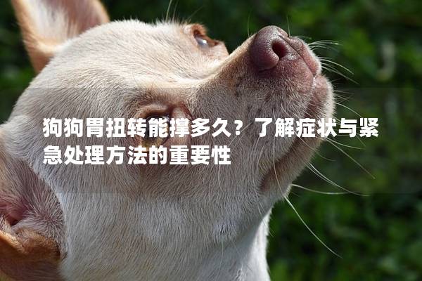 狗狗胃扭轉能撐多久？了解癥狀與緊急處理方法的重要性