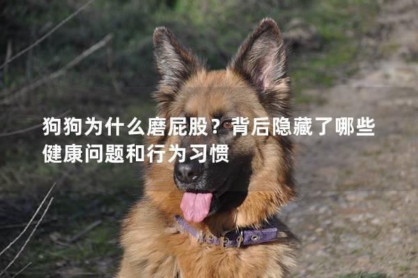 狗狗為什么磨屁股？背后隱藏了哪些健康問(wèn)題和行為習(xí)慣