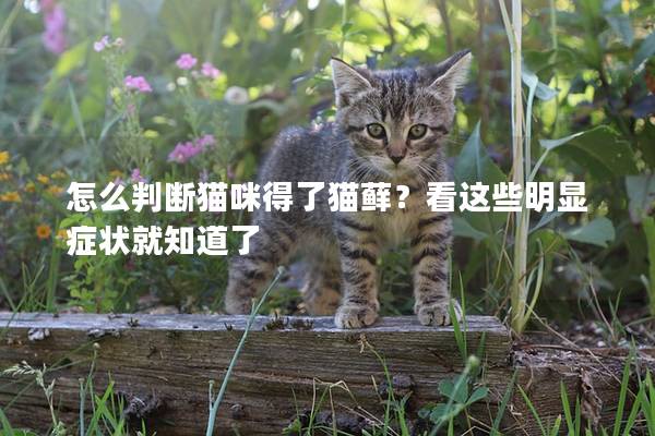 怎么判斷貓咪得了貓蘚？看這些明顯癥狀就知道了