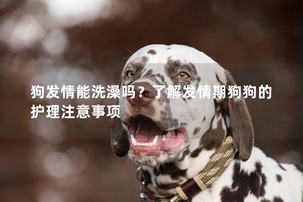 狗發情能洗澡嗎?了解發情期狗狗的護理注意事項 狗發情能洗澡嗎?了解發情期狗狗的護理注意事項