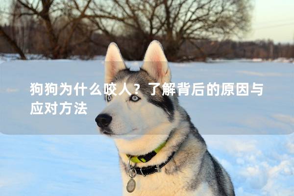 狗狗為什么咬人？了解背后的原因與應對方法